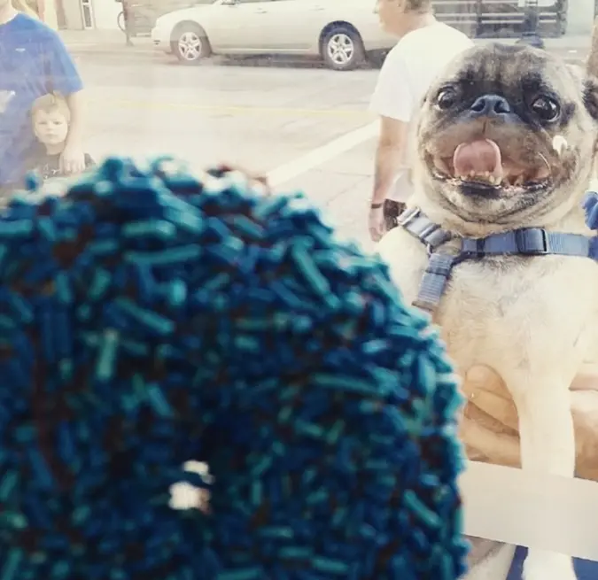 funny shops posts picture of happy pug seeing a donut