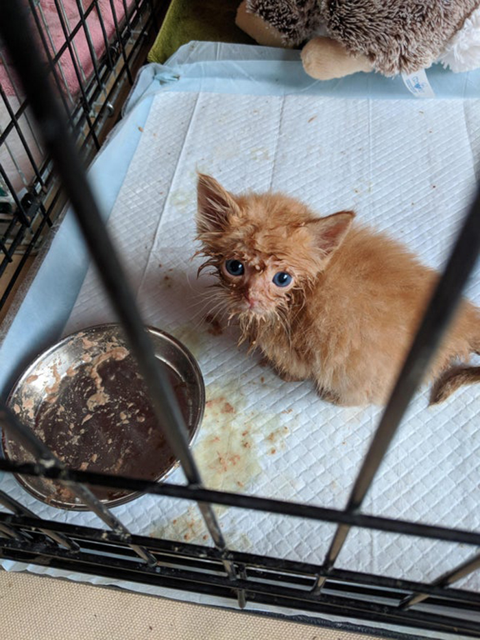 ginger kitten eats with its whole face