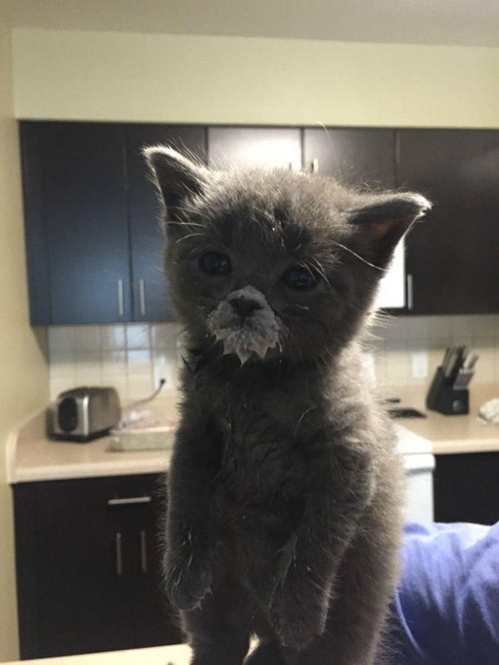 gray british shorthair with milk mustache-messy cats