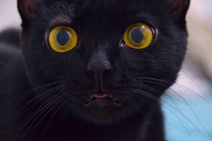 grigoriy-konovalov- black-cat-stares-at-lens-unsplash