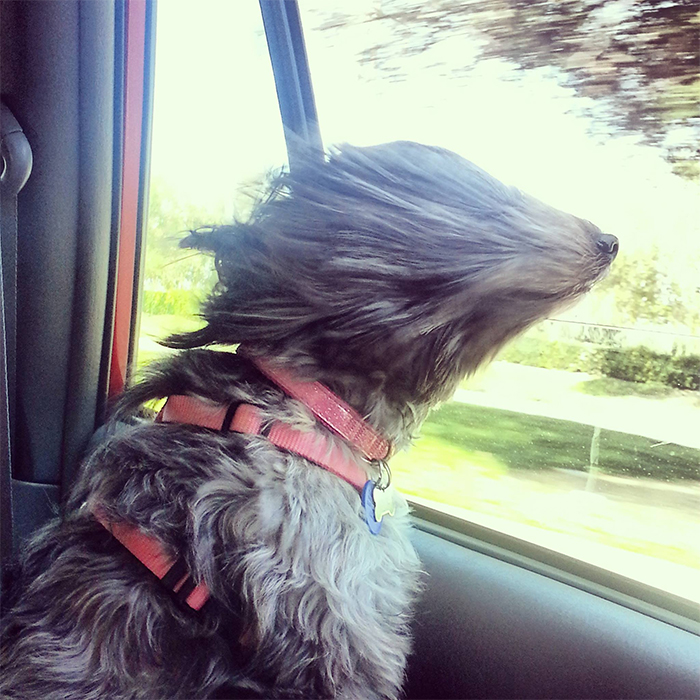 hairy doggo enjoying the breeze car ride