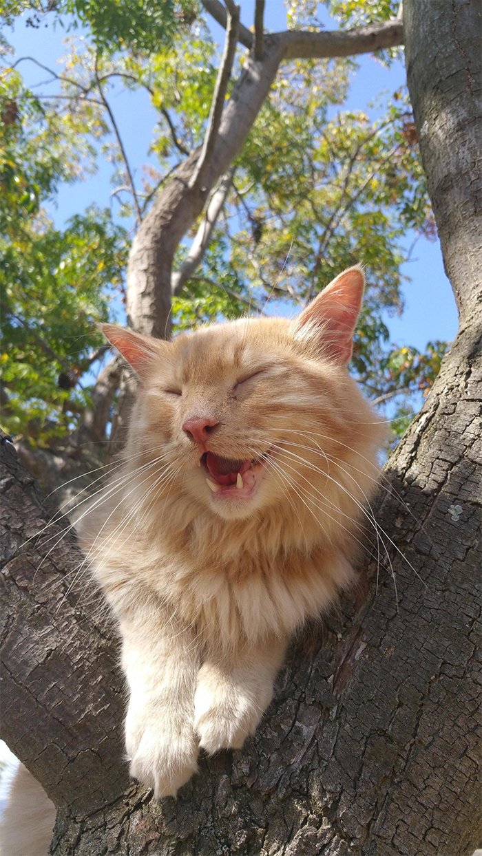 happy cats in trees