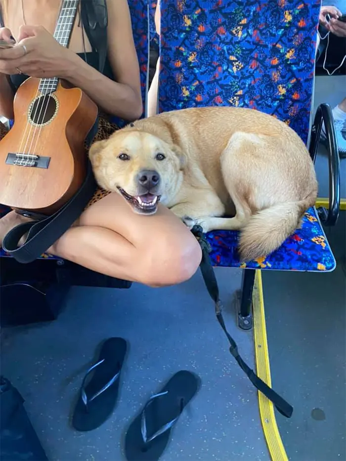 happy dog on the bus
