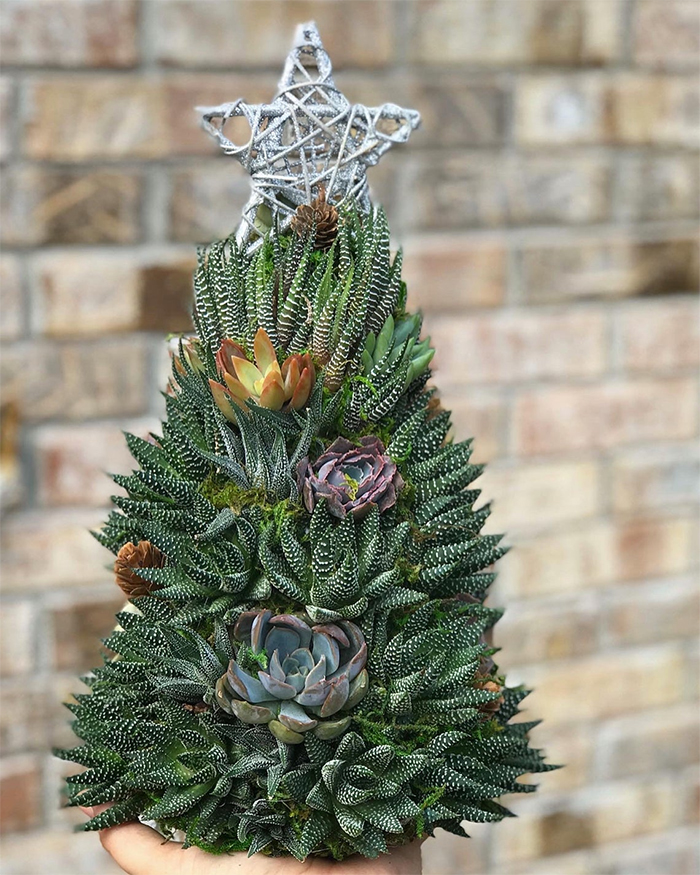 holiday ornamental succulents haworthias