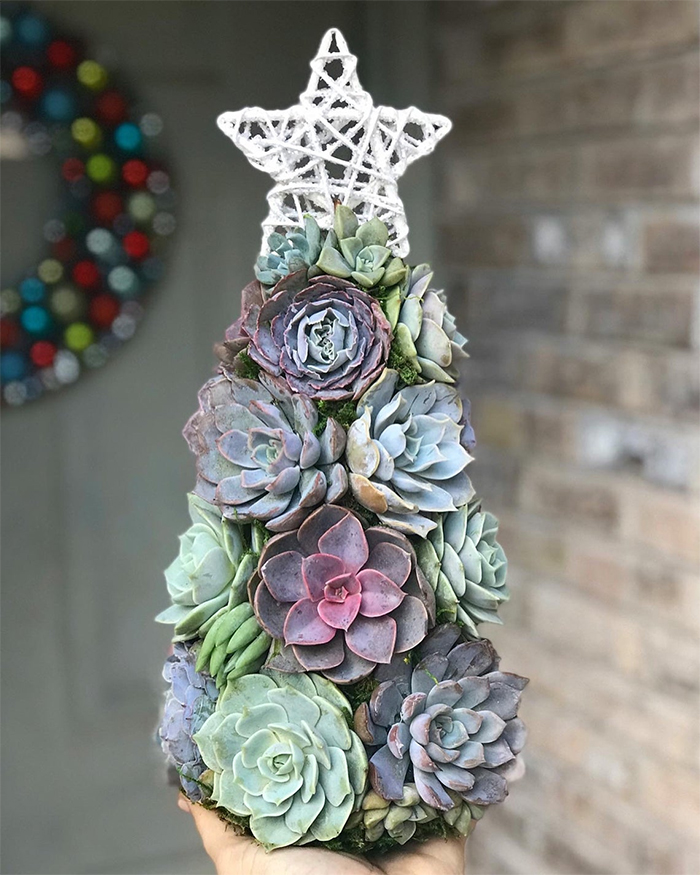 holiday ornamental succulents