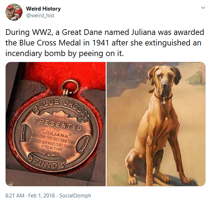 interesting historical facts heroic dog extinguished a bomb