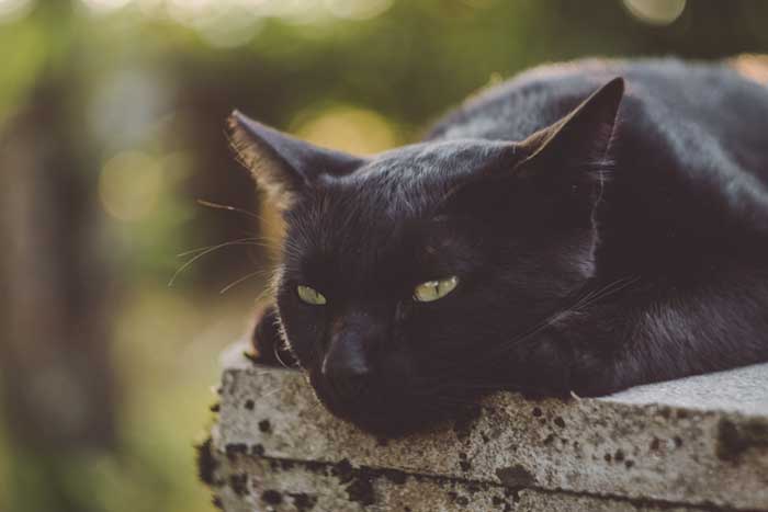 kazuky-akayashi-sad-black-cat-unsplash