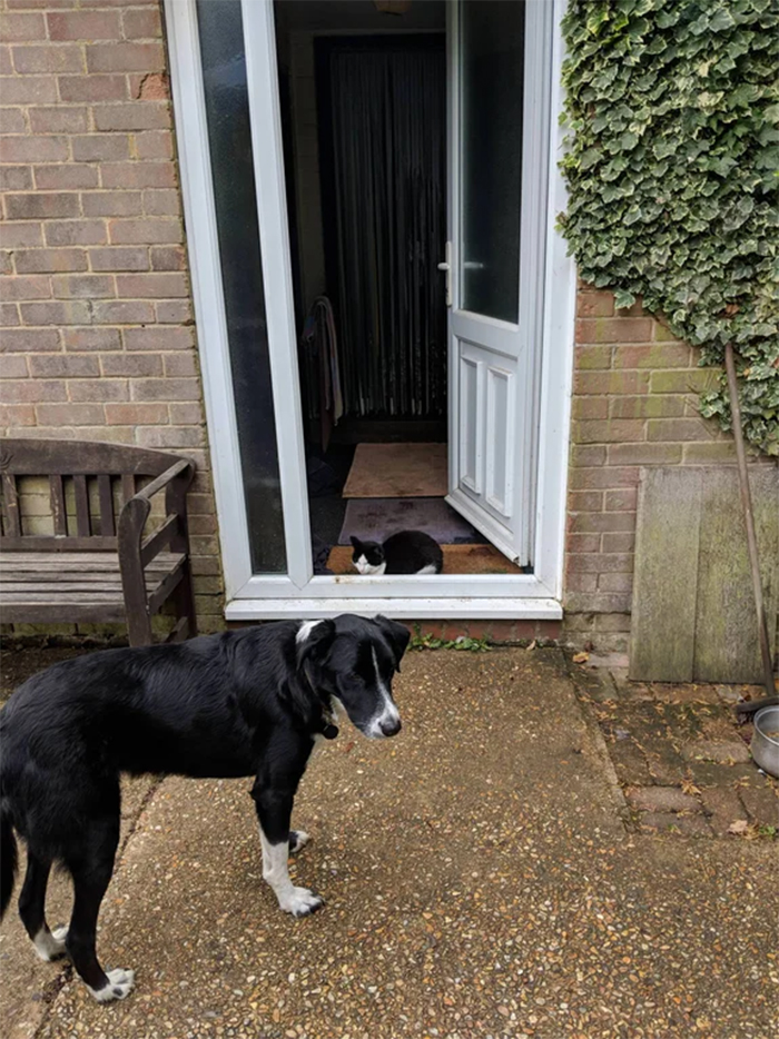 kitten blocking the doorway for dog