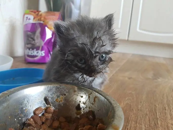 kitten gets face covered with wet cat food sauce - messy cat