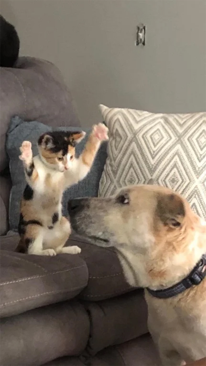 kitten showing whos the boss