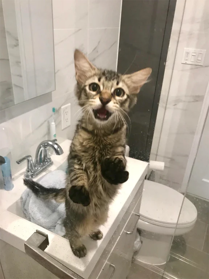 kitten tried to stop human in the shower