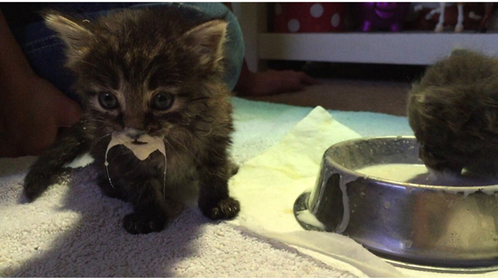 kitten with awesome milk mustache-messy cats