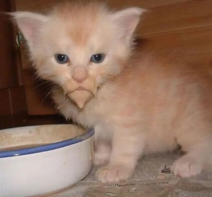 kitten with milk goatee-messy cats