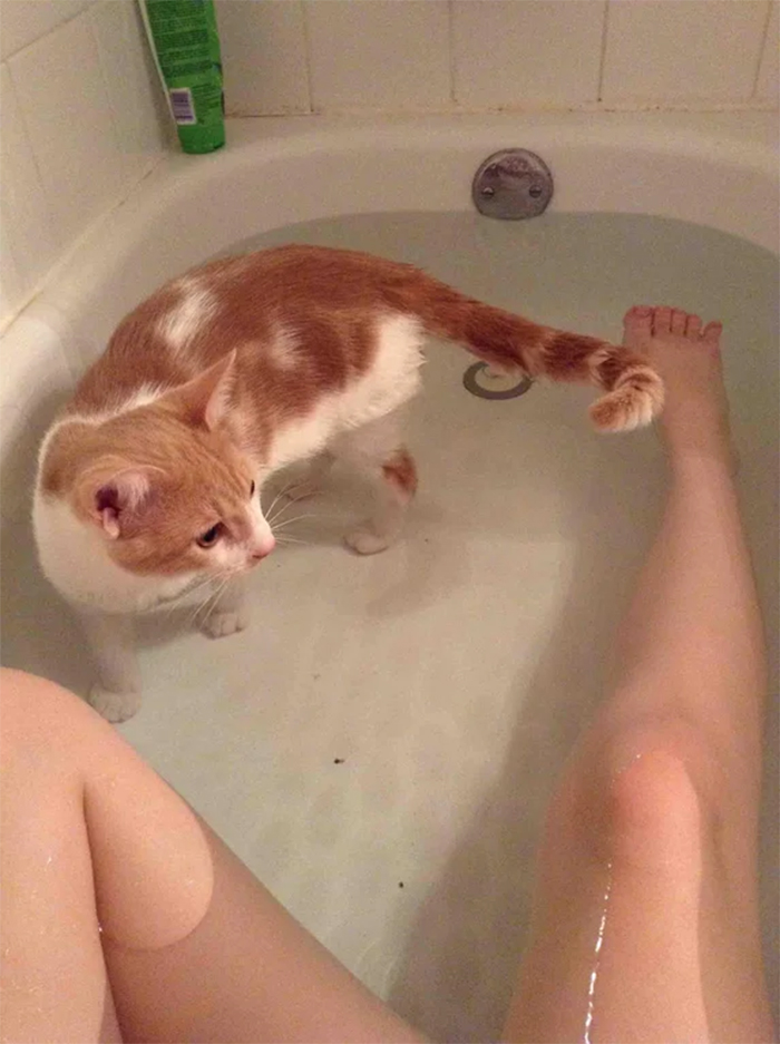 kitty accompanies human in the bath tub