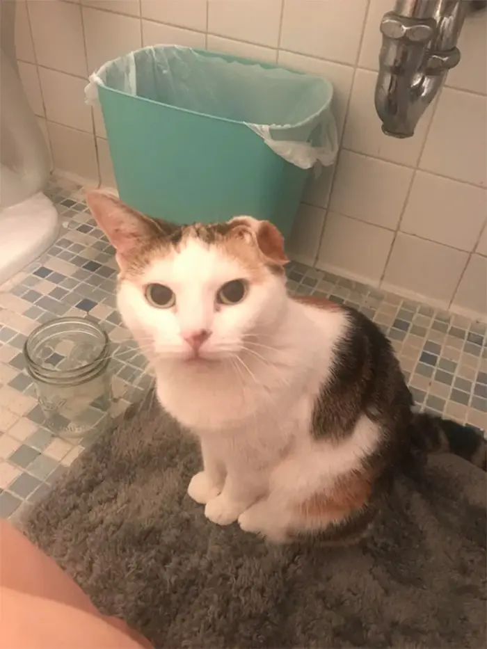 kitty accompanies sick owner in the bathroom