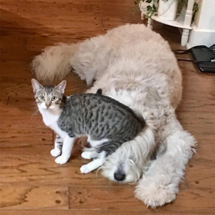 kitty as a dog sitter