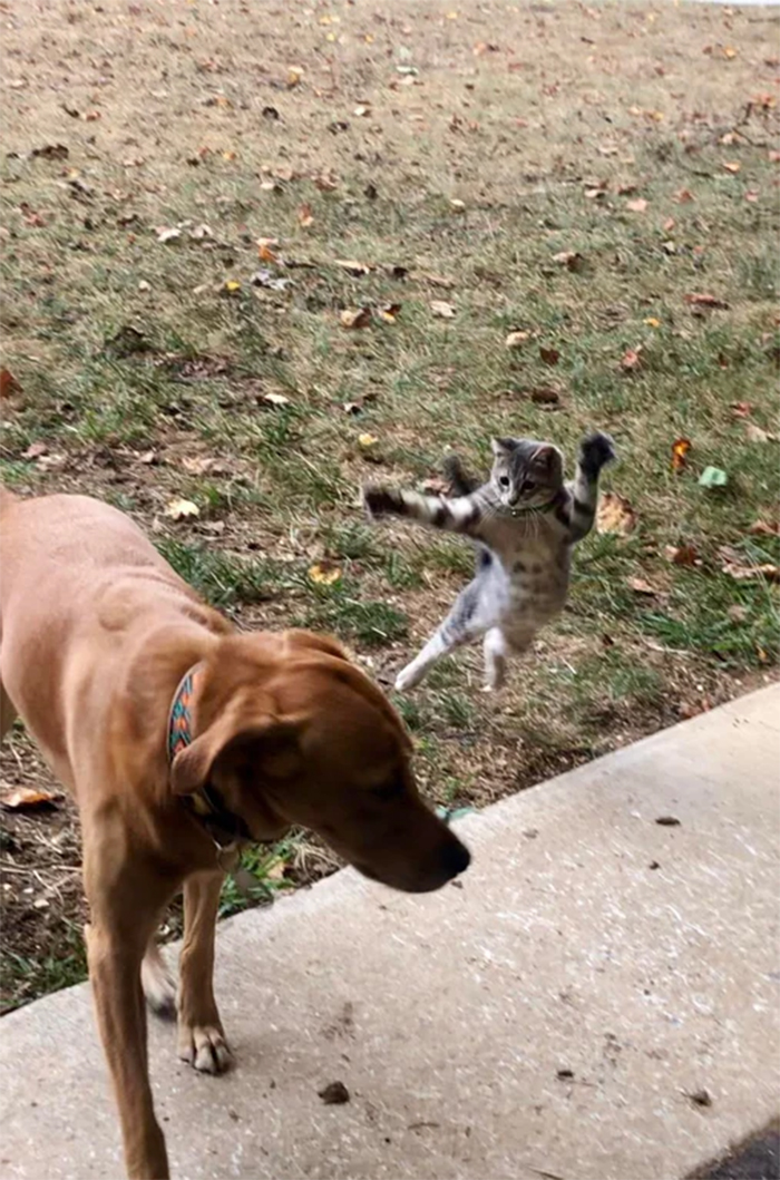 kitty attacking doggo