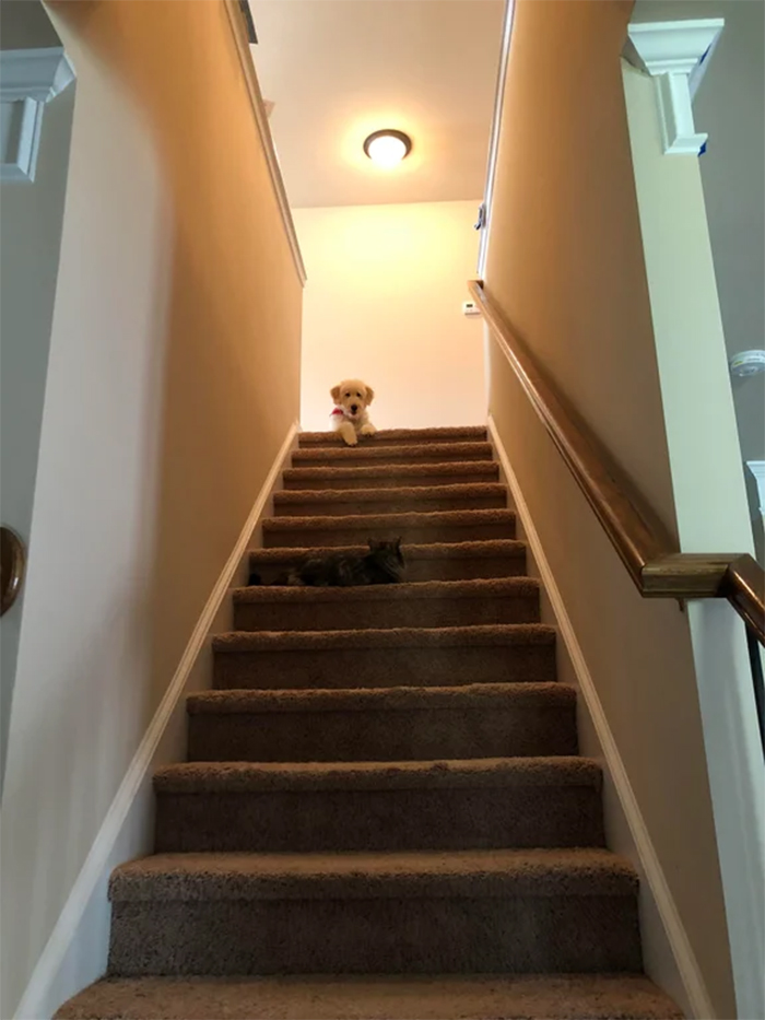 kitty controls the stairs