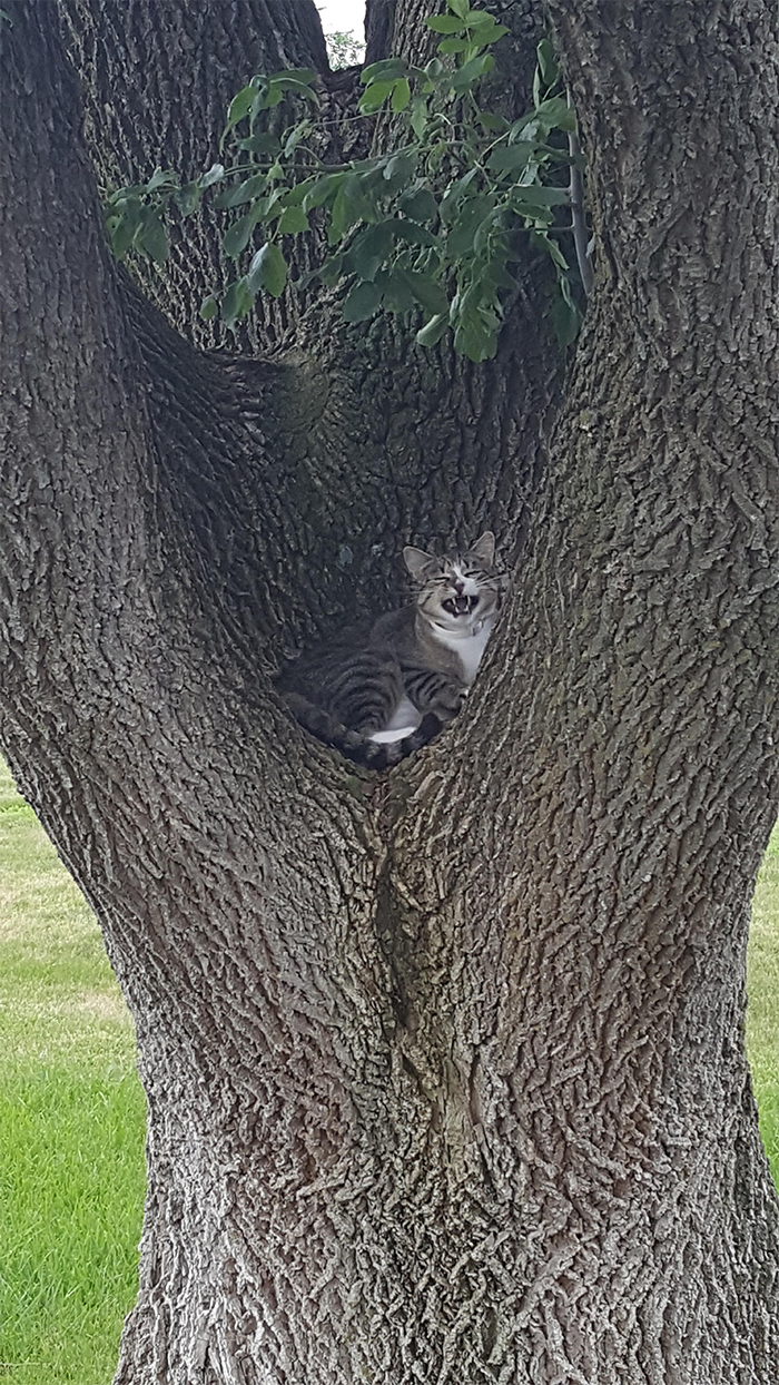 kitty found a cozy nook in a tree