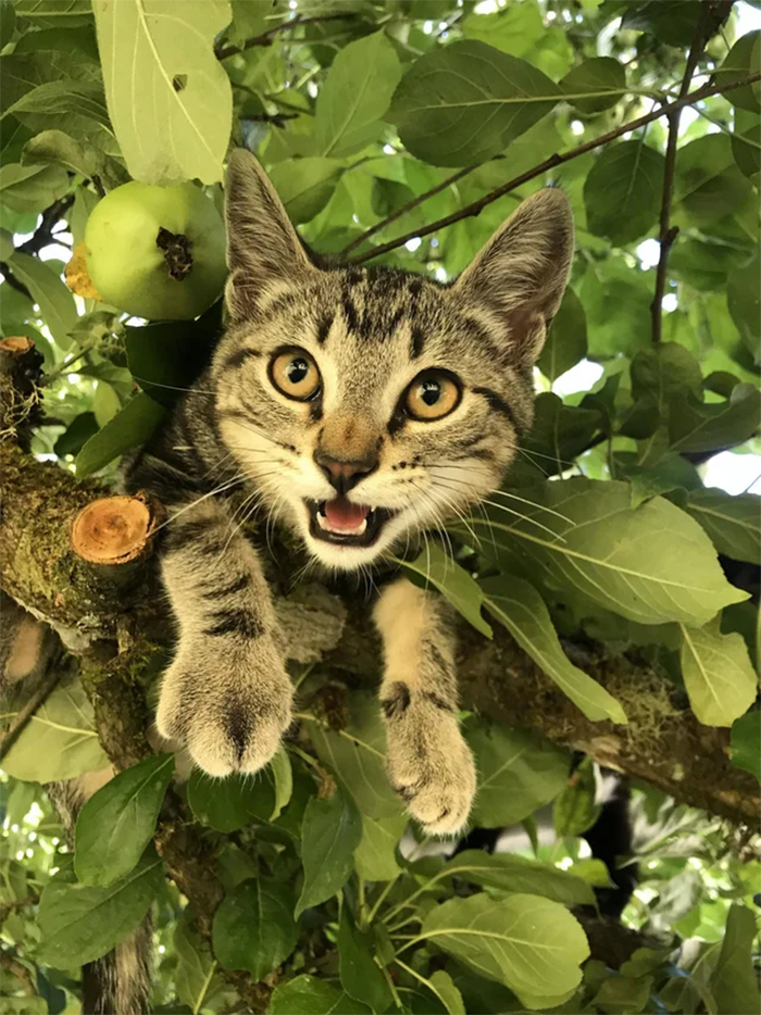 kitty got stuck in a tree