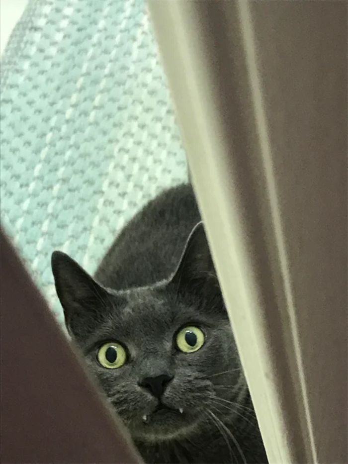 kitty guarding the shower door