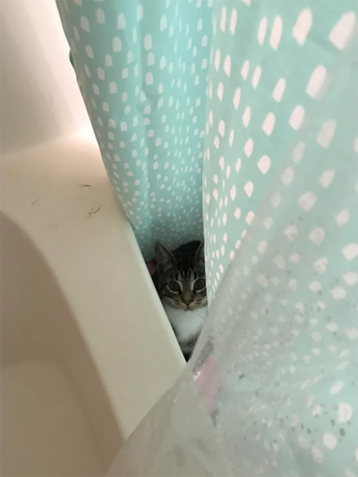 kitty hiding in the shower curtain