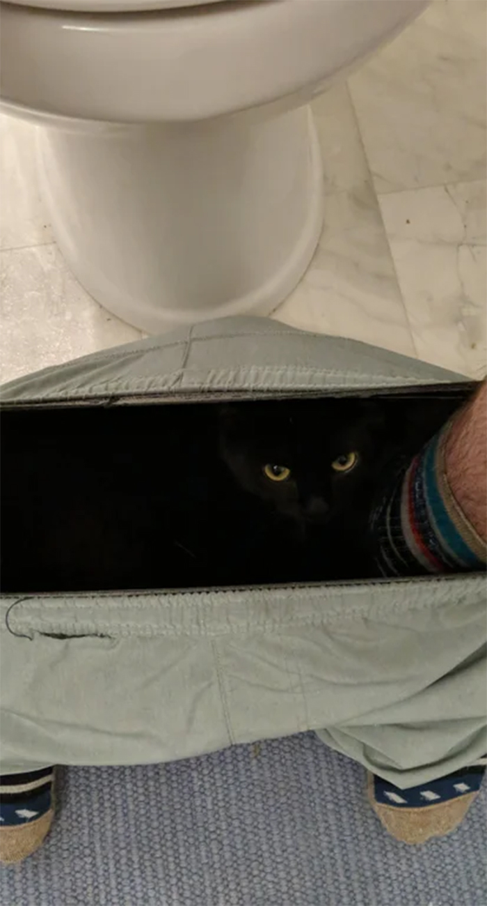 kitty in hiding stares back