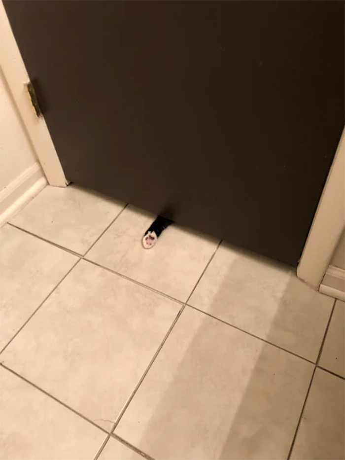 kitty paw under the bathroom door
