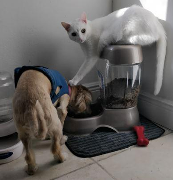 kitty pushing dog head into the food bowl