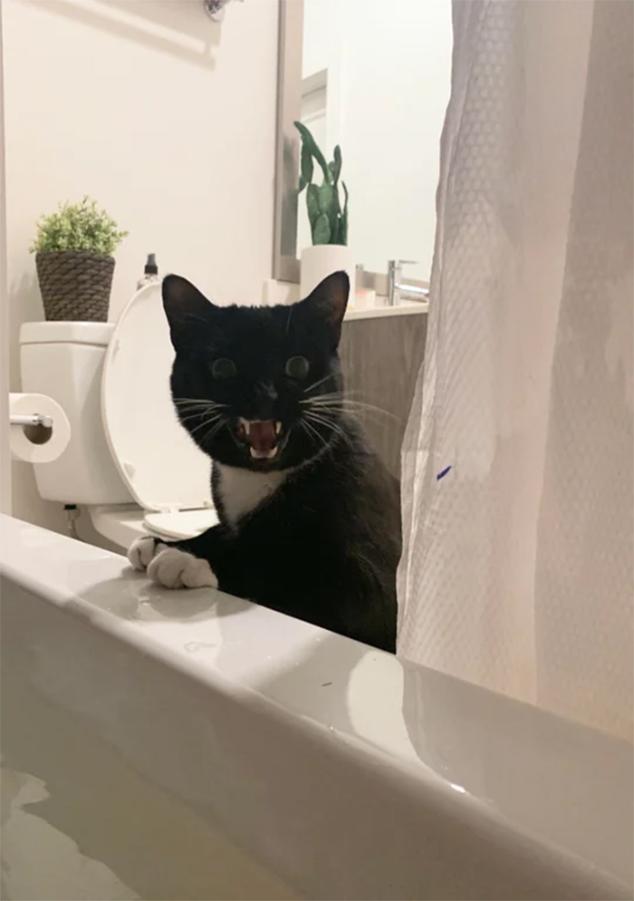 kitty scared owner in the bath tub