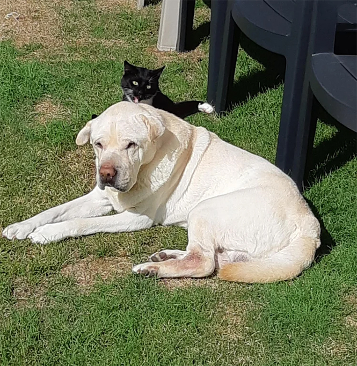 kitty sneak attack on senior dog