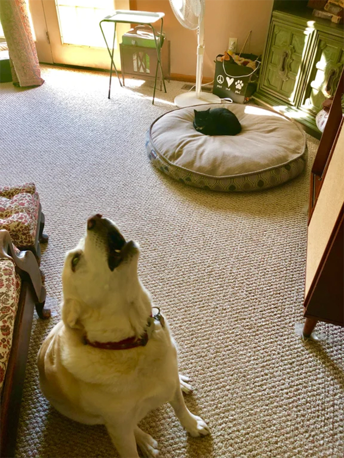 kitty takes over the dog bed