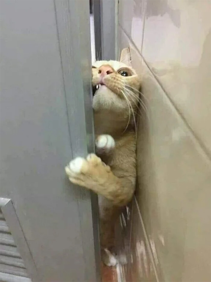 kitty tries to sneak into the bathroom