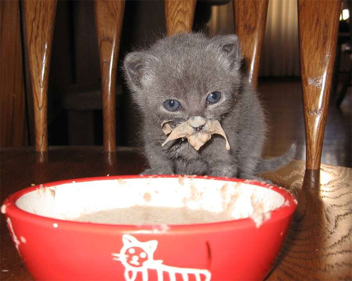 little kitten looks like a wise wizard after eating
