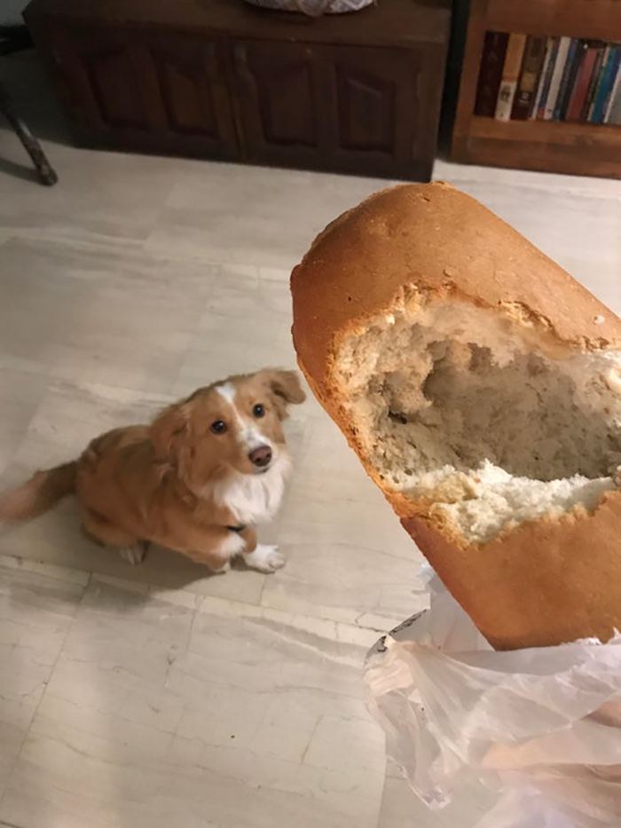 loaf of bread eaten by a dog