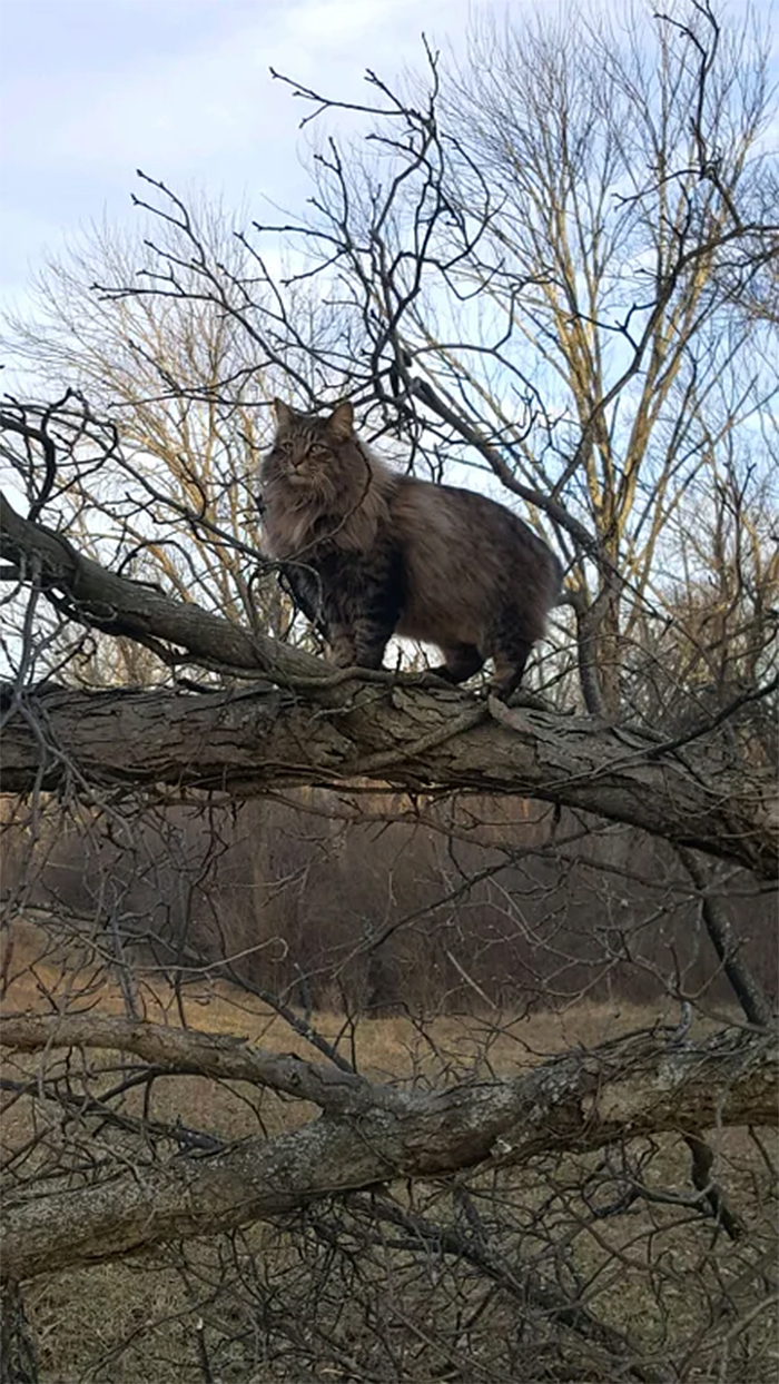 majestic kitty standing on a tree branch