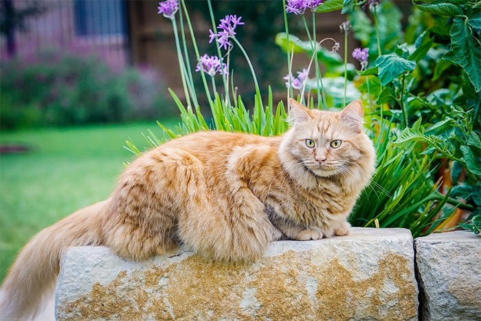 majestic maine coon cats