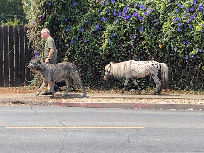 man walks big doggo and small pony