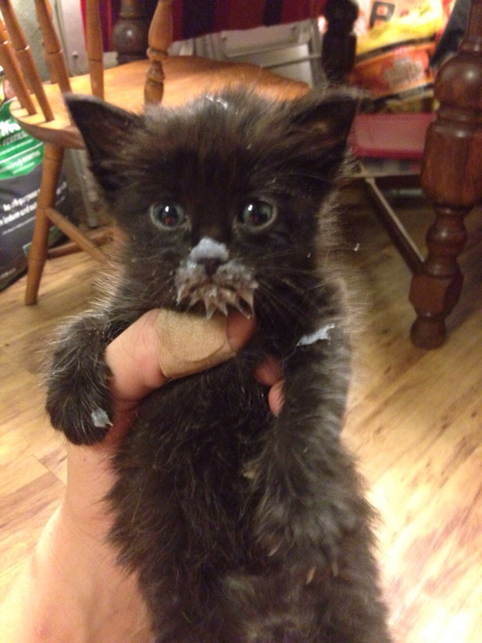 messy cat looks like an old man