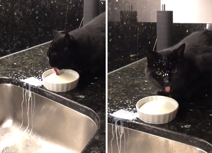 messy cats black cat splashes milk all over the kitchen counter