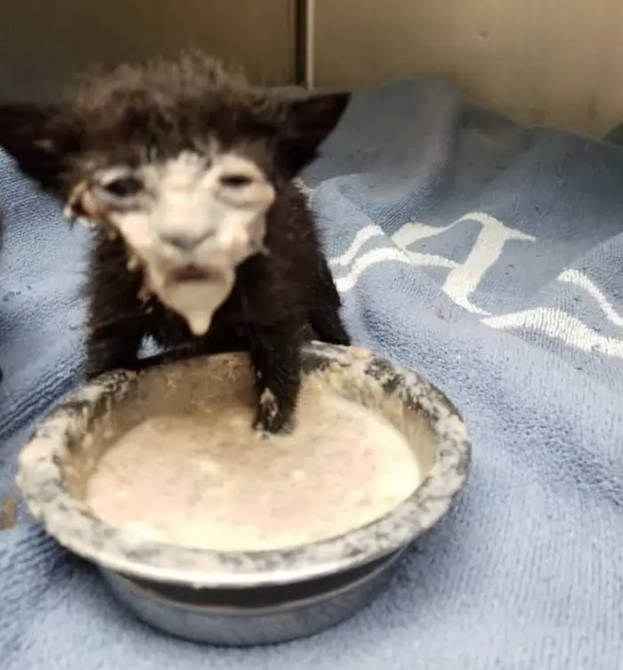 messy cats-black kitten gets face covered entirely with milk