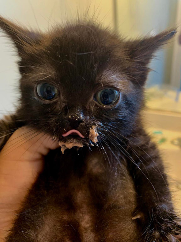 black kitten prepares to lick its chops after getting messy