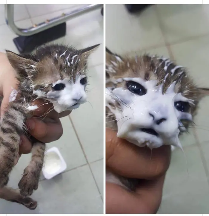 kitten dips entire face in owner's yogurt cup