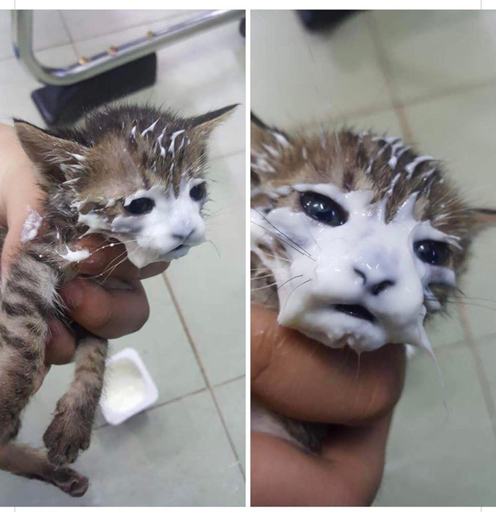 kitten dips entire face in owner's yogurt cup