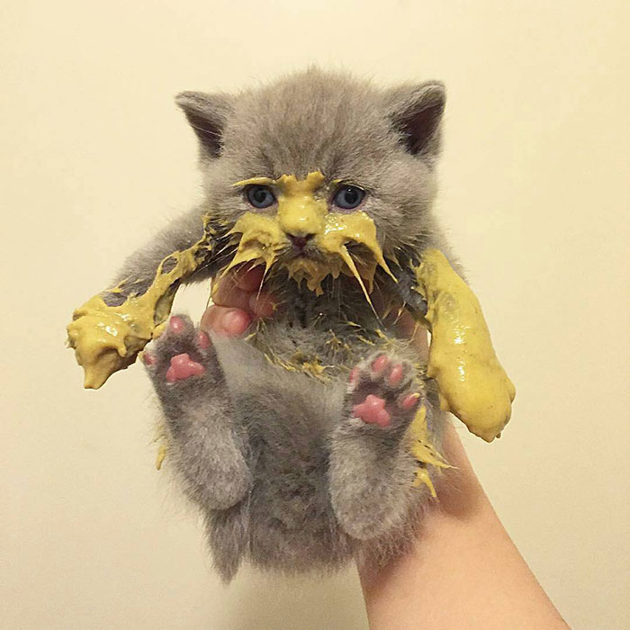 messy cats- kitten gets covered with dijon mustard