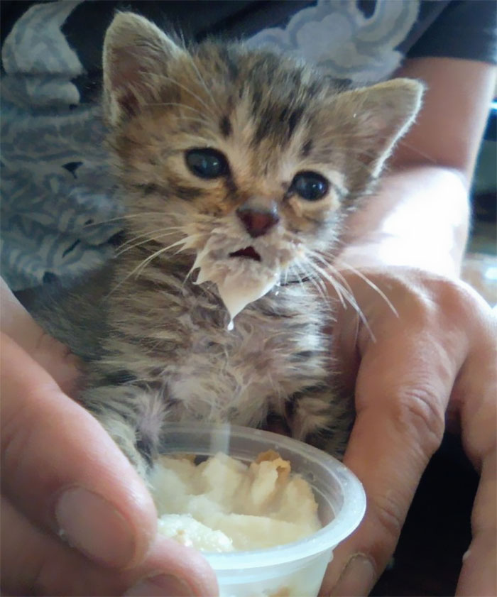 messy cats- kitten takes a moment to pause while stuffing its face