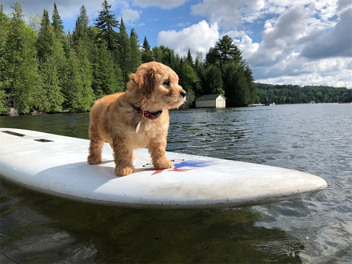 mini golden doodle surfing prodigy