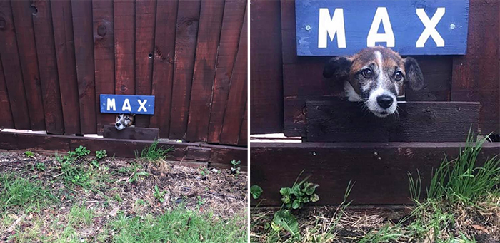 neighbor dog fence lookout