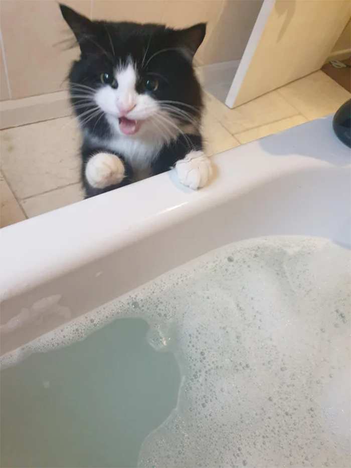 newly adopted kitty sees bath first time