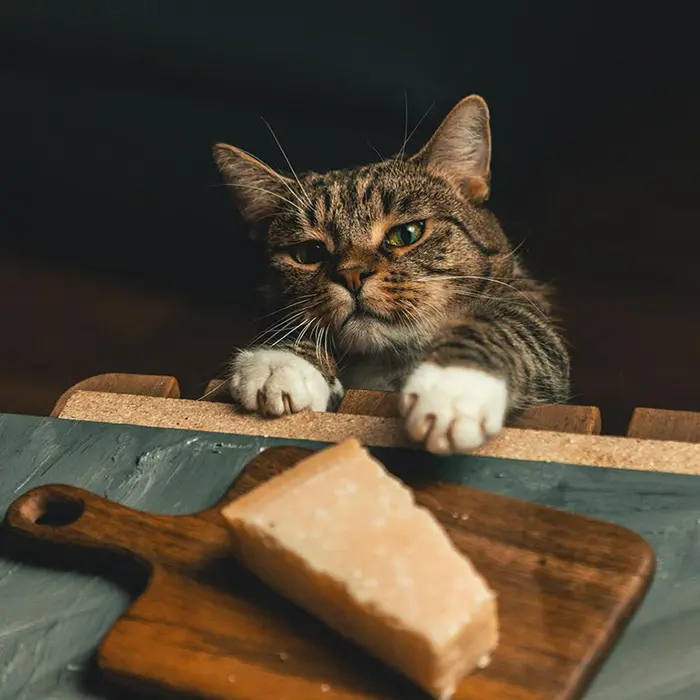 pet cat caught by owner stealing food from table